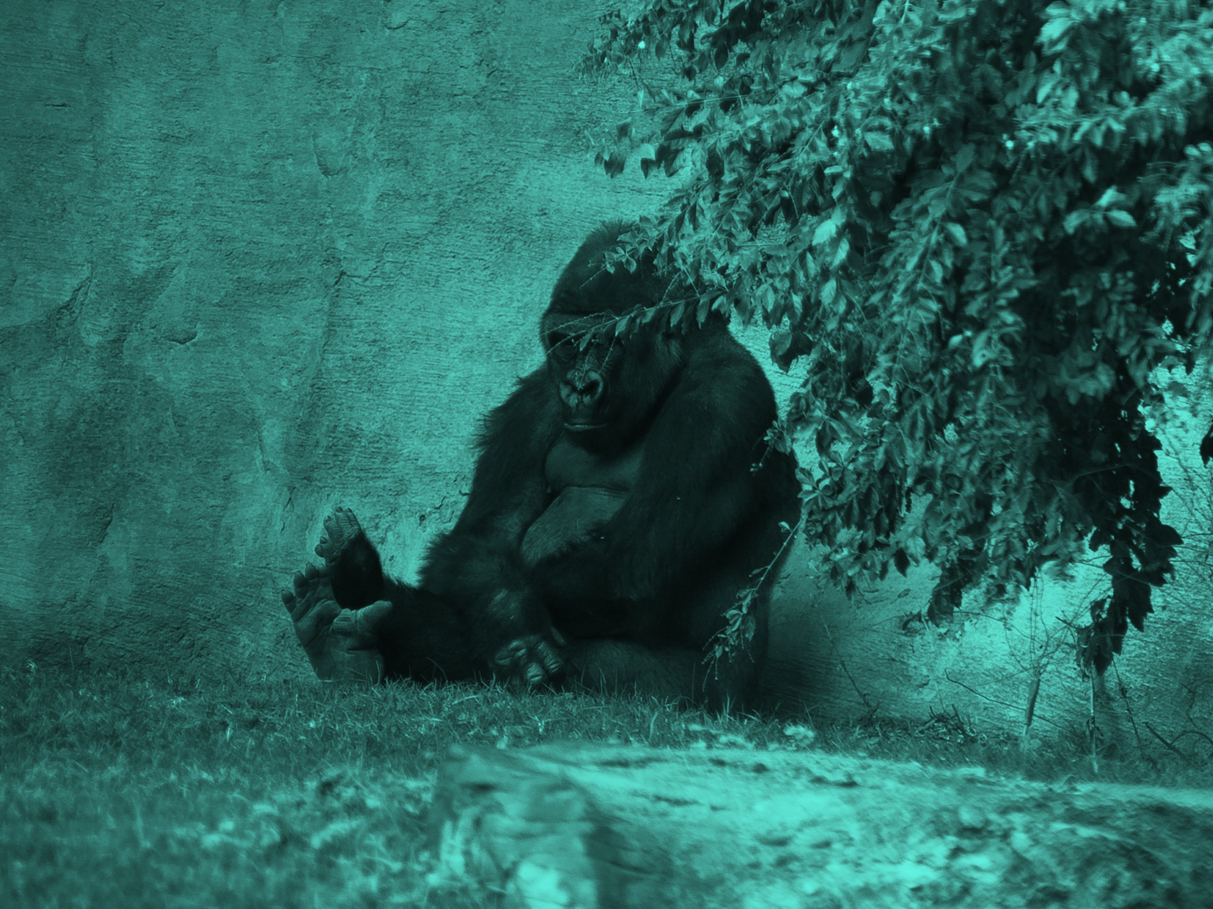 O gorila parece triste e se esconde atrás das árvores