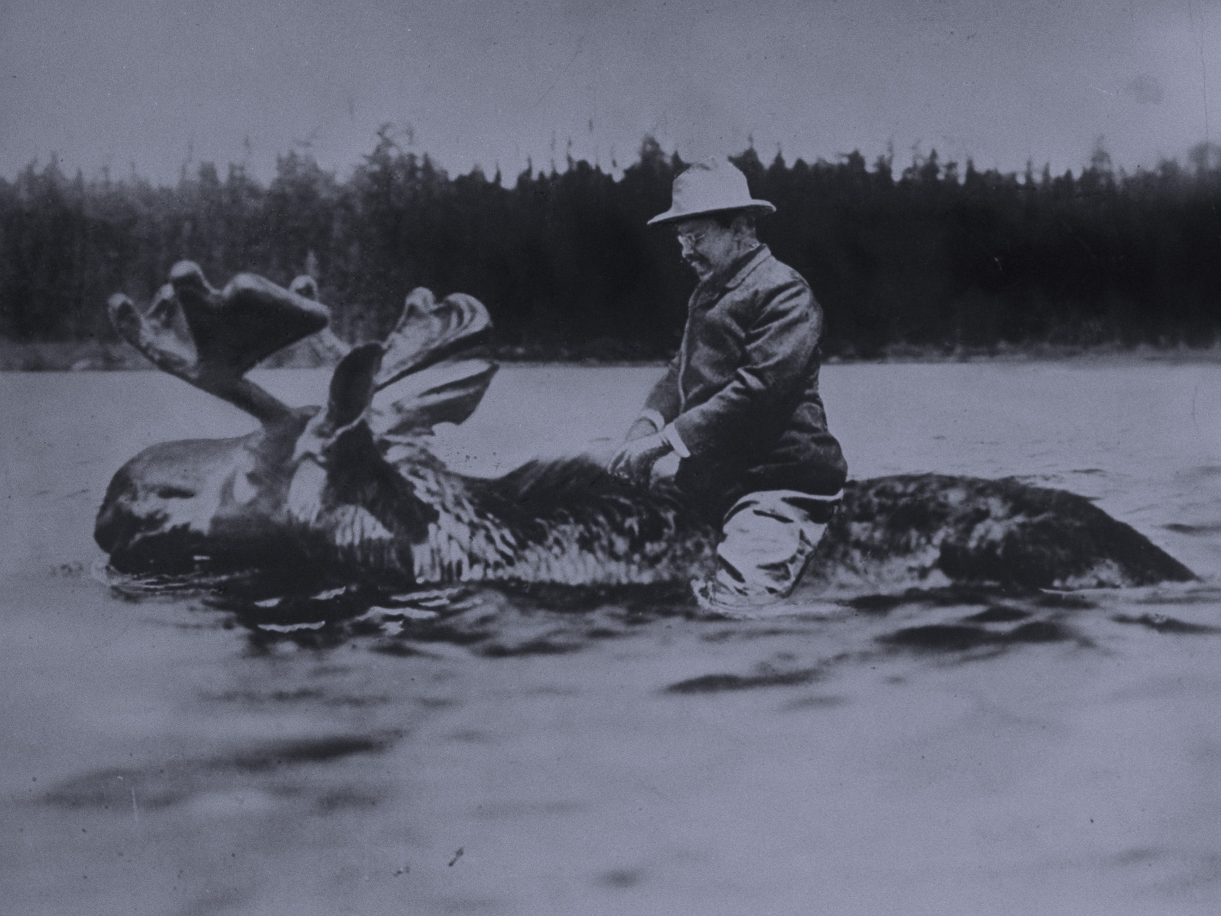 Theodore Roosevelt montando o alce.