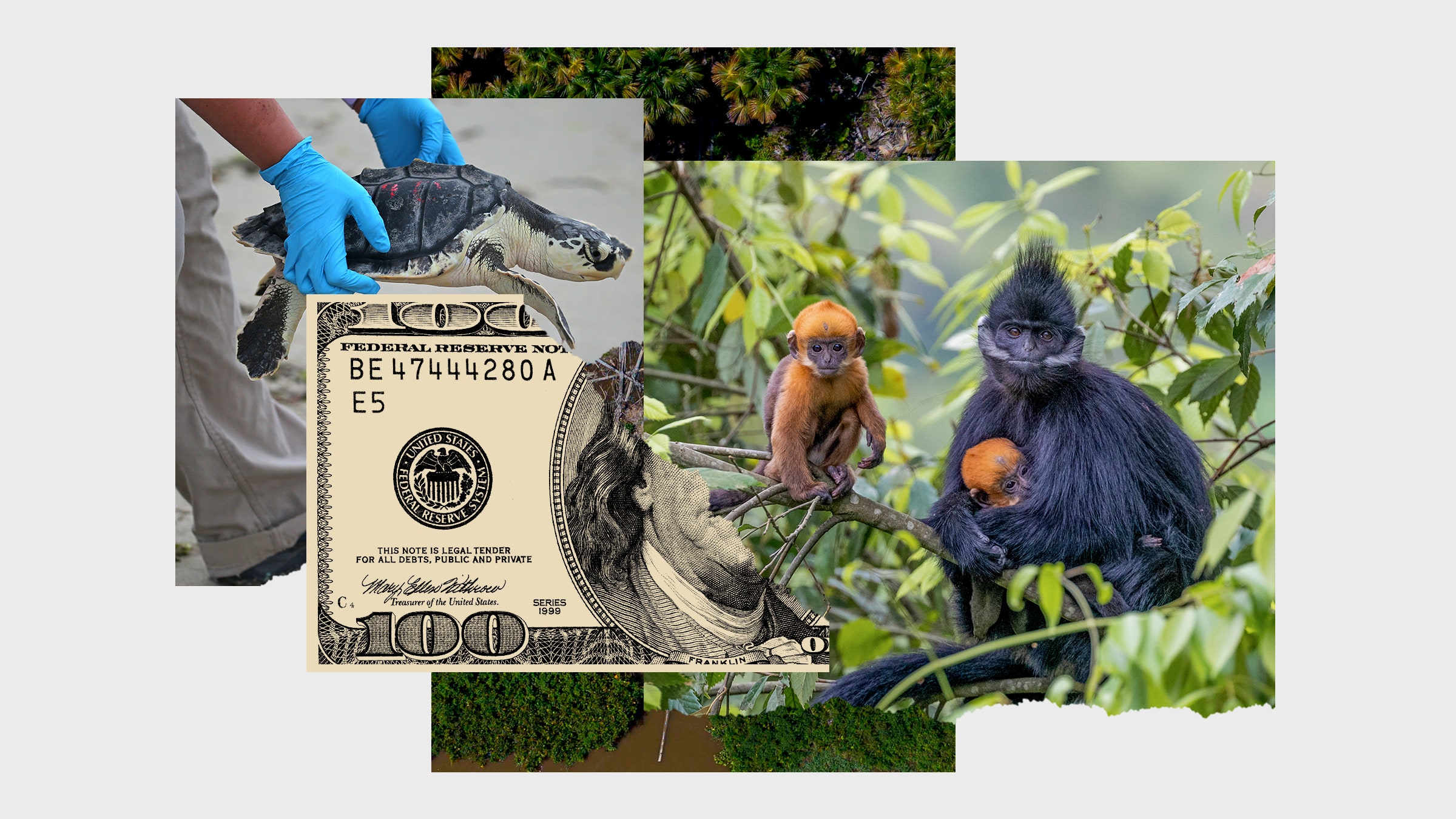Colagem com imagens de dinheiro relacionado à luta pela preservação das florestas e aos filhotes de macacos do Langurov