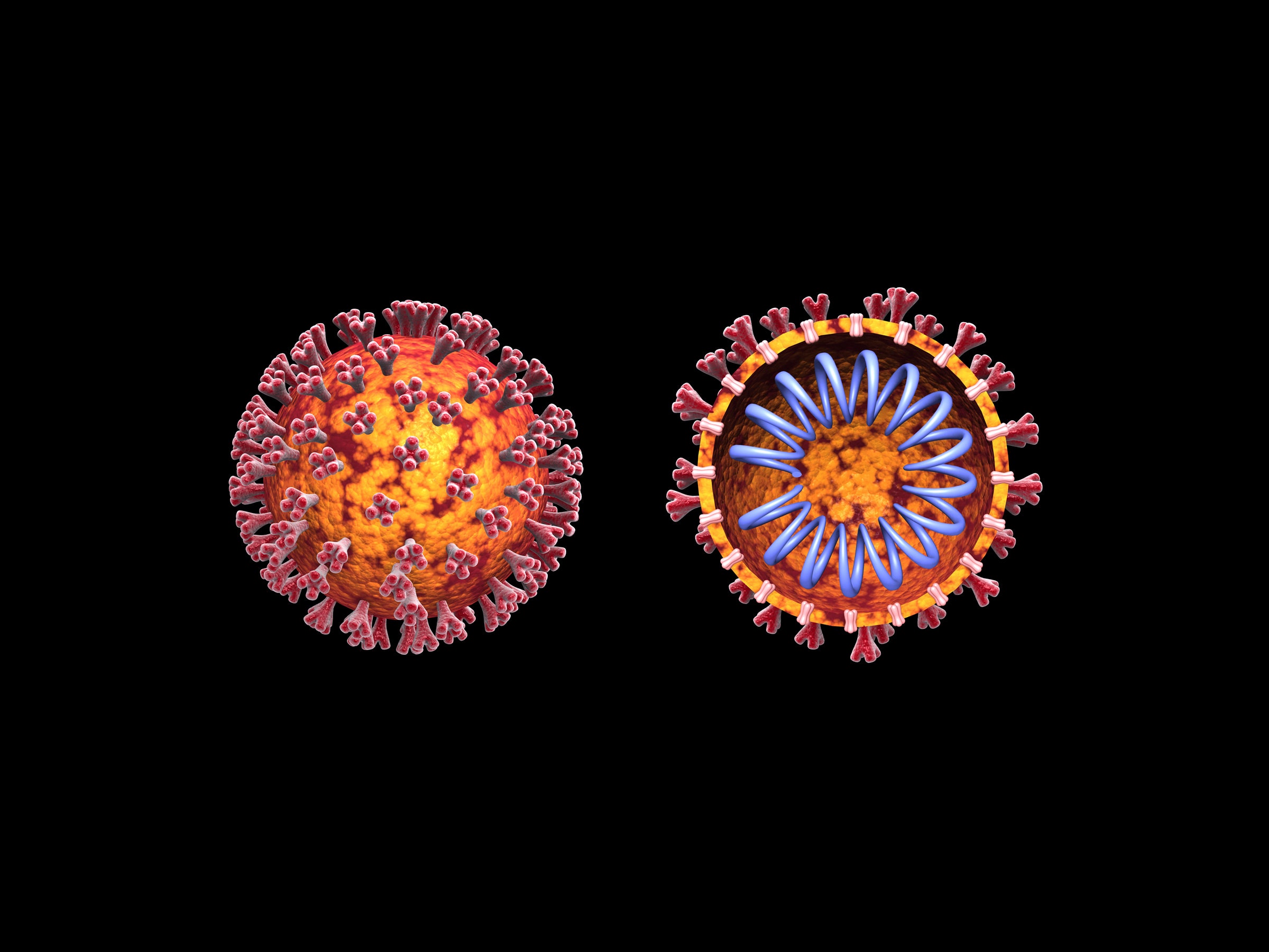 Ilustração 3D do coronavírus COVID19 com vista transversal