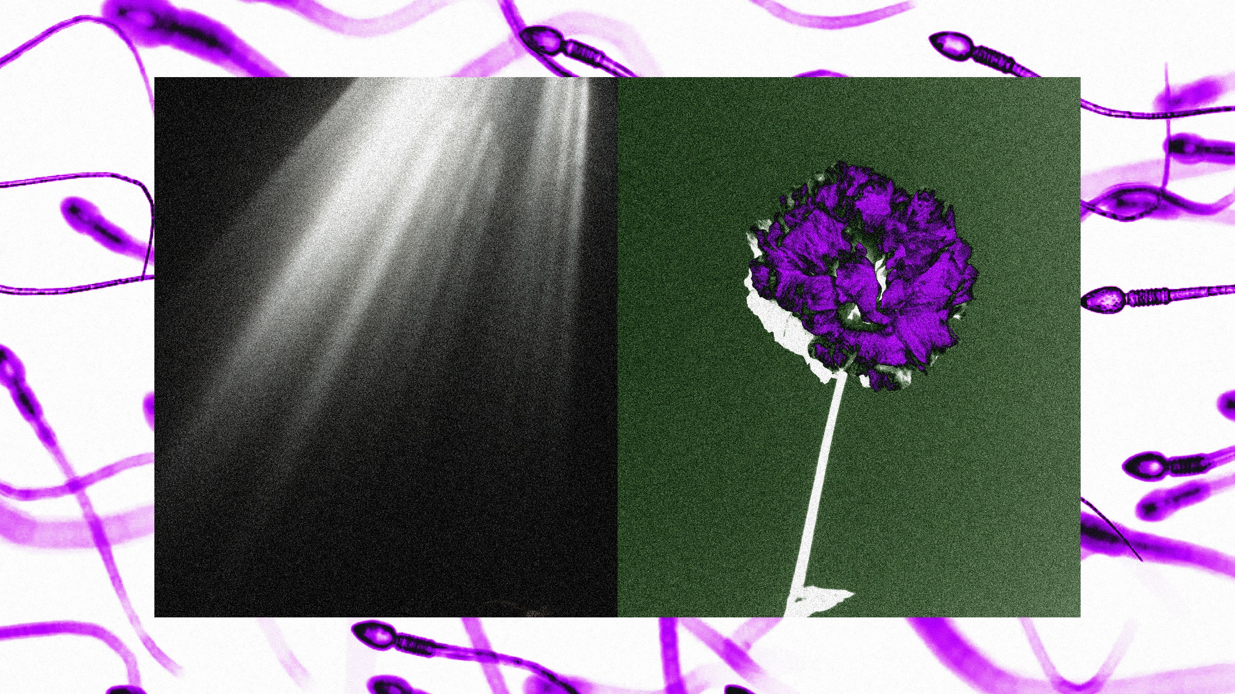 A imagem de um feixe de luz e uma flor com esperma flutuando no fundo