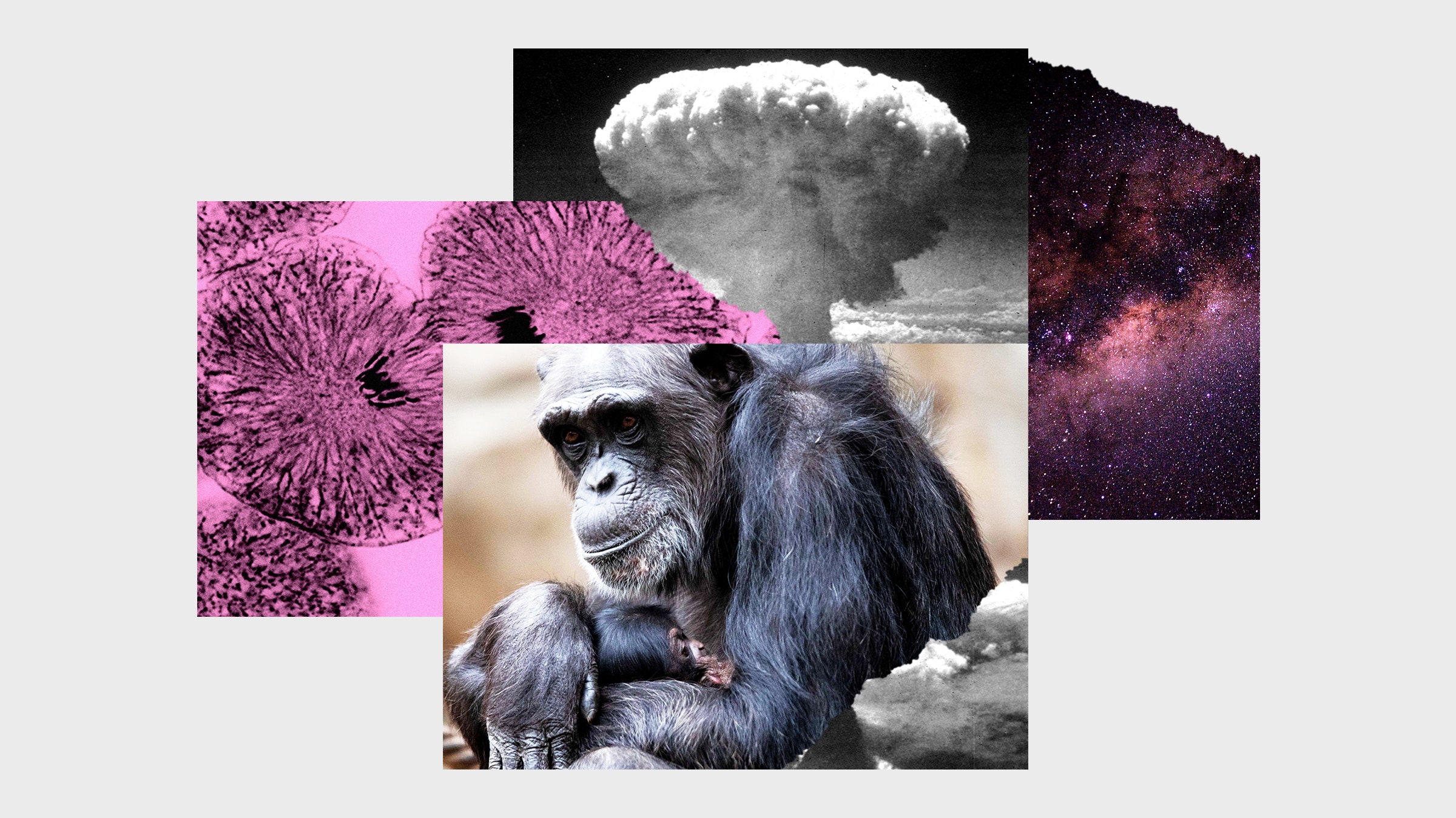 Chimpanzés de colagem de fotos, uma explosão de uma bomba atômica, uma galáxia da Via Láctea e multiplicar células