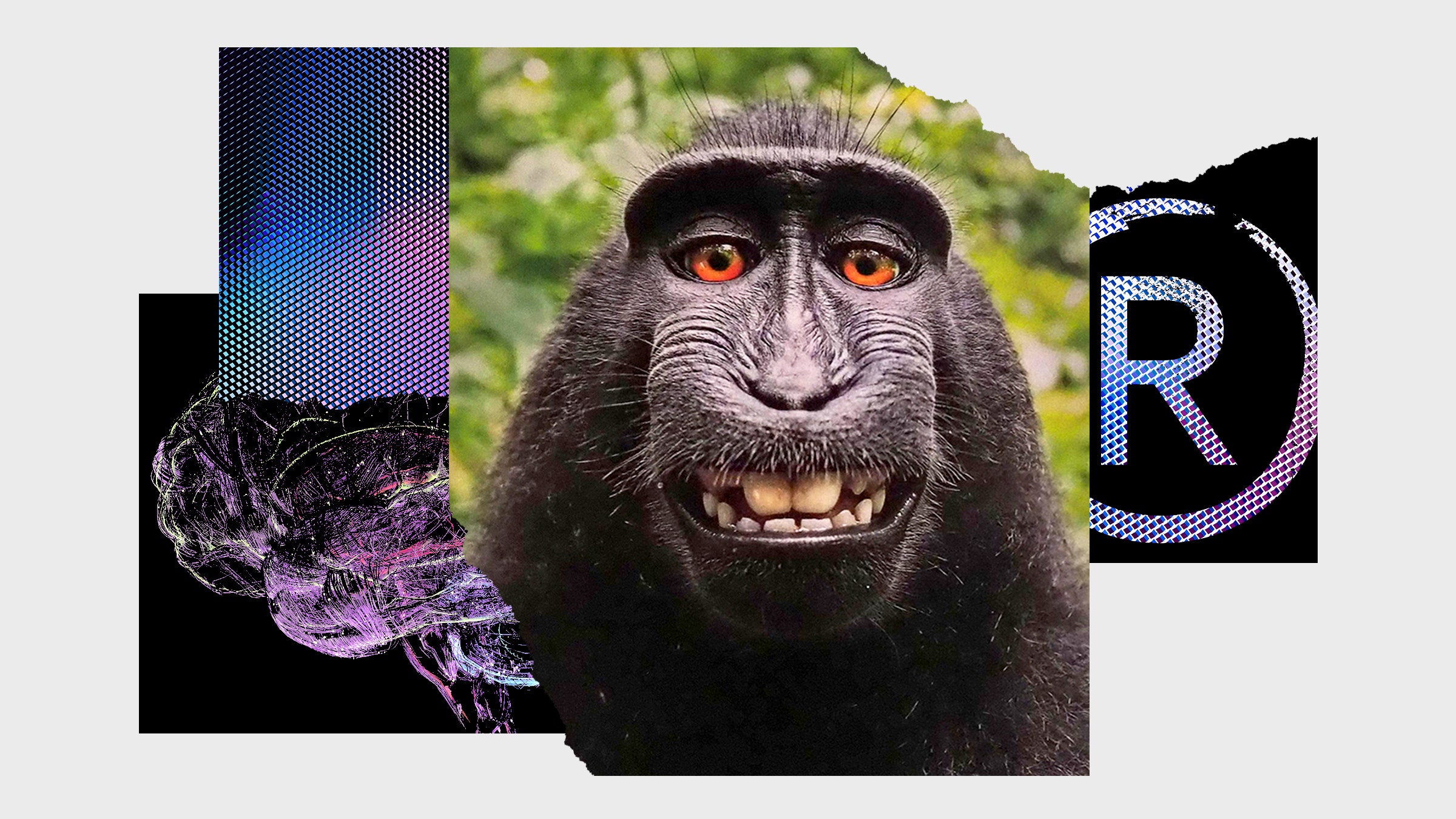 Uma colagem de imagens, incluindo um macaco que faz selfie.