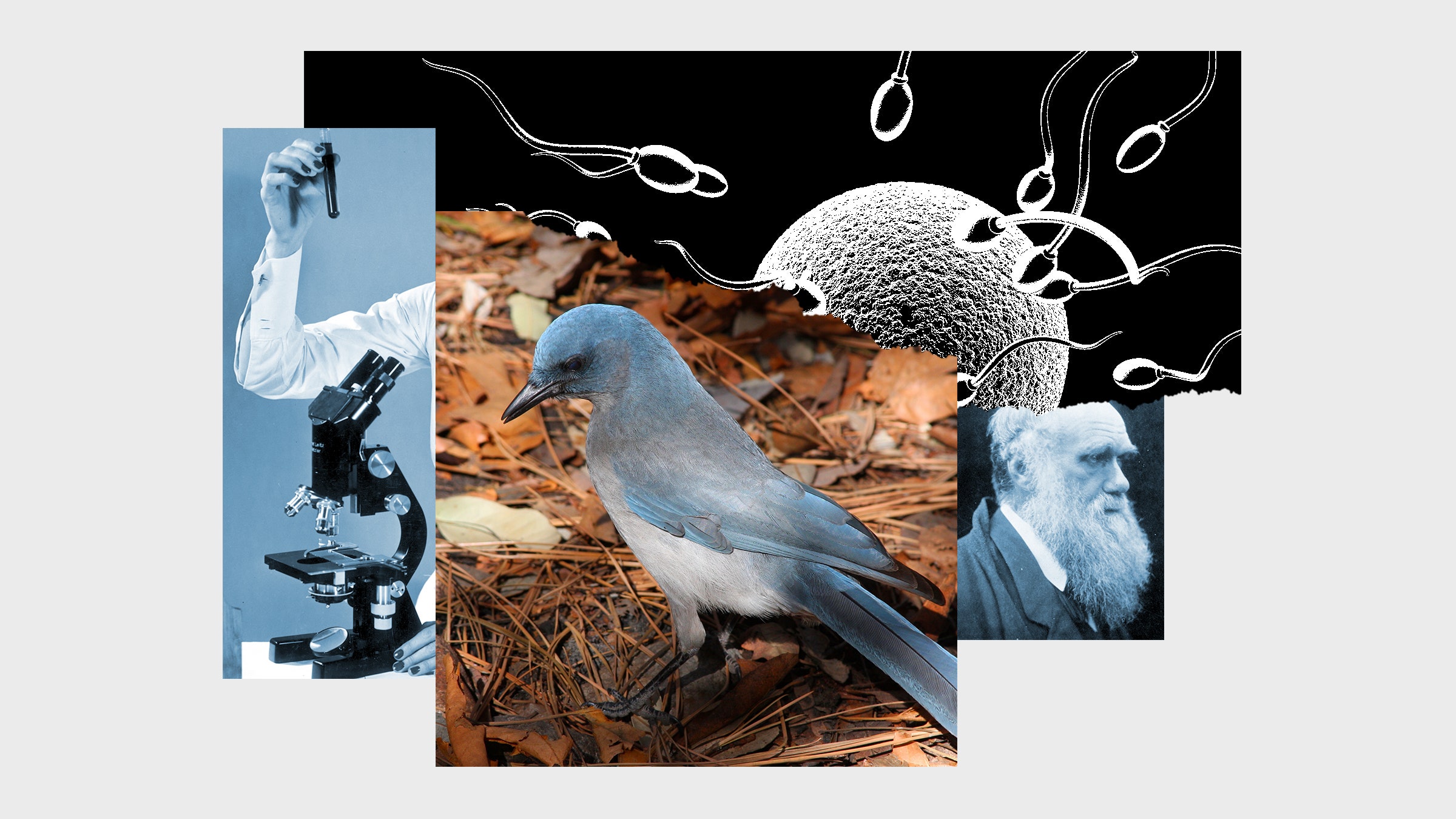 Uma colagem de imagens, incluindo um retrato de Charles Darwin e um óvulo contendo esperma.