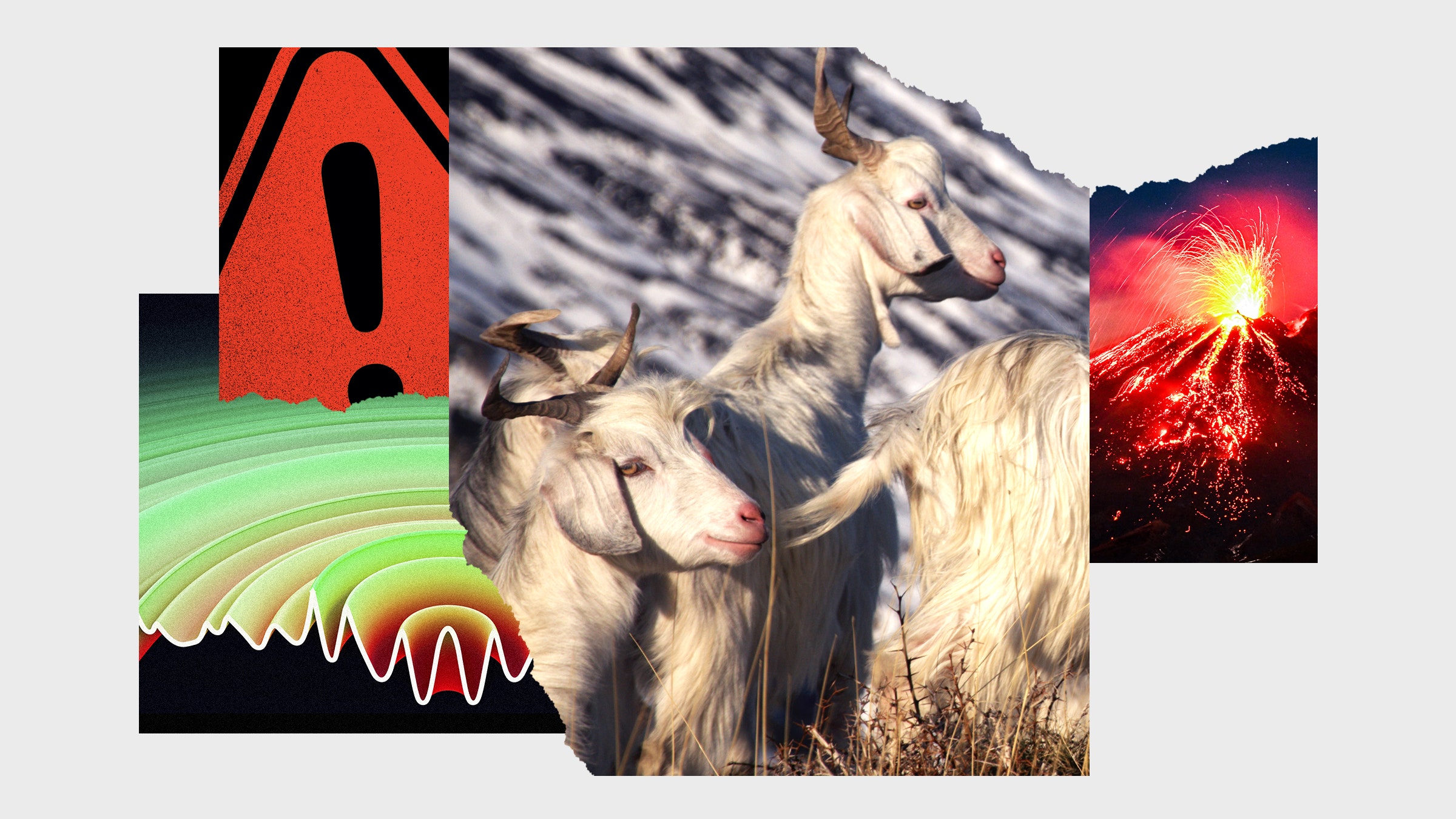 Colagem de fotos representando uma cabra, erupção de um vulcão alertando um símbolo e ondas sísmicas